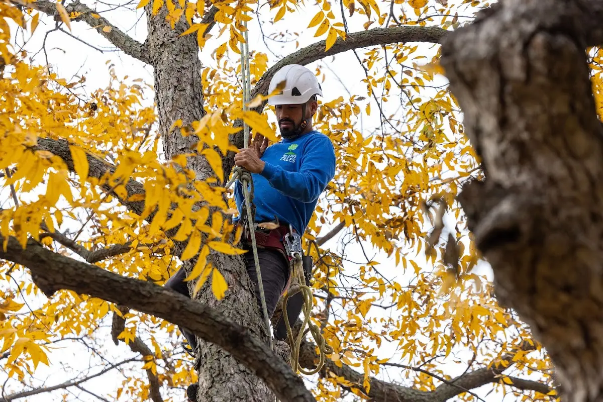 Skilled Tree Pruning crew working in Church Hill